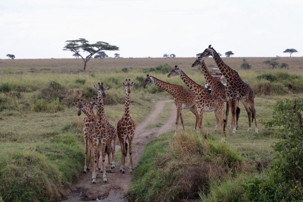 Les raisons incontournables de faire un safari en Tanzanie