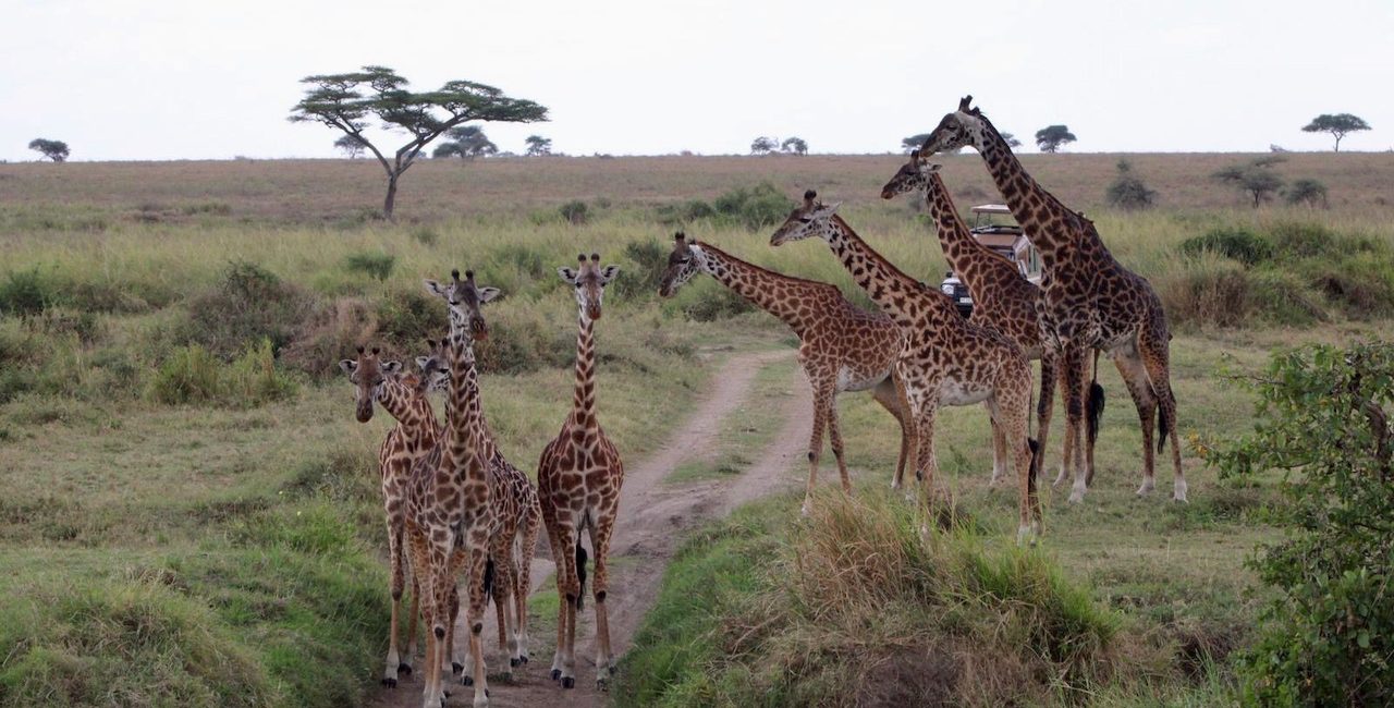 Les raisons incontournables de faire un safari en Tanzanie