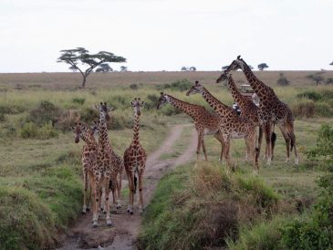 Les raisons incontournables de faire un safari en Tanzanie