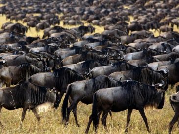 Quel est le plus beau pays pour un safari ?