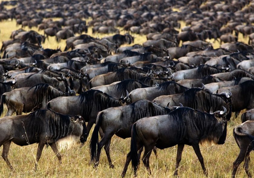 Quel est le plus beau pays pour un safari ?