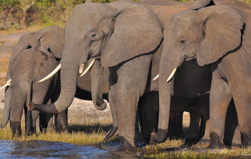 Safari au Botswana : rencontre avec les Big Five