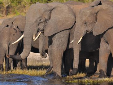 Safari au Botswana : rencontre avec les Big Five