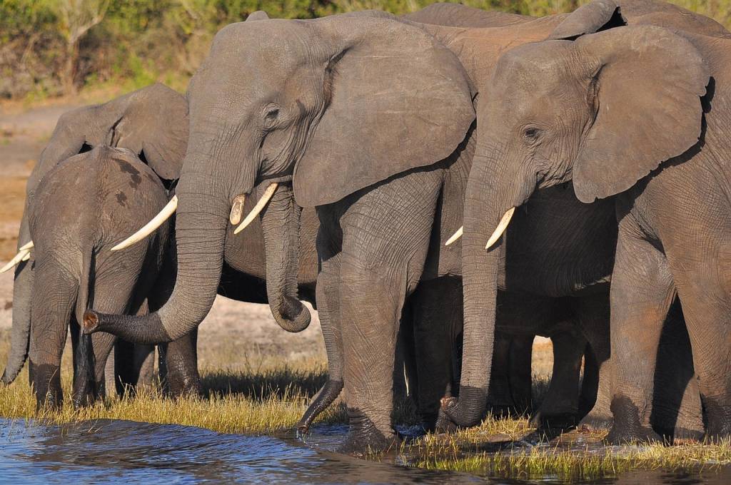 Safari au Botswana : rencontre avec les Big Five